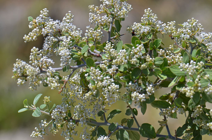 Ceanothus greggii, Desert Ceanothus